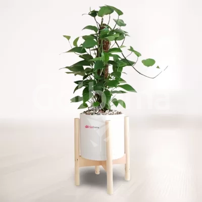 پتوس چوب دار با گلدان پایه دار