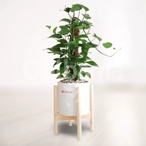 پتوس چوب دار با گلدان پایه دار