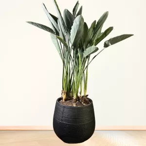 گیاه استرلیتزیا (پرنده بهشتی) سایز بزرگ با گلدان سفالی