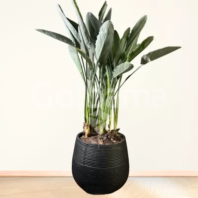 گیاه استرلیتزیا (پرنده بهشتی) سایز بزرگ با گلدان سفالی