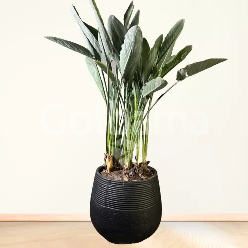 گیاه استرلیتزیا (پرنده بهشتی) سایز بزرگ با گلدان سفالی