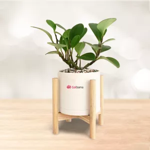 پپرومیا قاشقی با گلدان پلیمری پایه دار