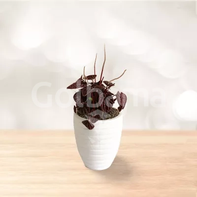 پپرومیا چروک