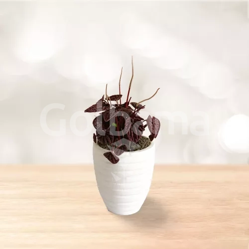 پپرومیا چروک