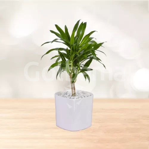 پیله موآ رومیزی با گلدان سرامیکی