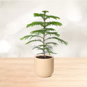 کاج مطبق سایز متوسط با گلدان سفالی