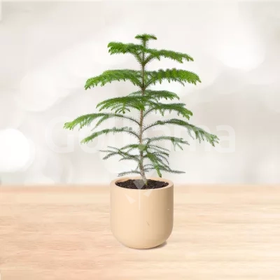 کاج مطبق سایز متوسط با گلدان سفالی