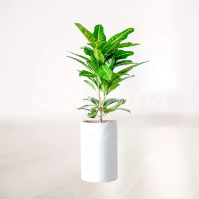 کروتون پنجه کلاغی (برگ بلوطی) با گلدان سرامیکی