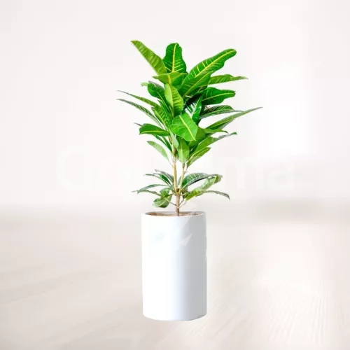 کروتون پنجه کلاغی (برگ بلوطی) با گلدان سرامیکی