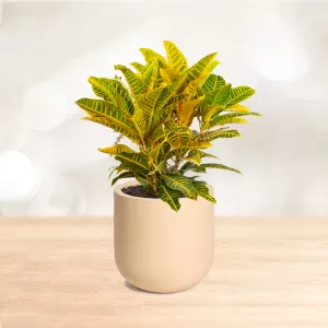 کروتون طلایی سایز بزرگ با گلدان سرامیکی