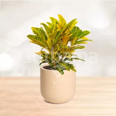 کروتون طلایی سایز بزرگ با گلدان سرامیکی