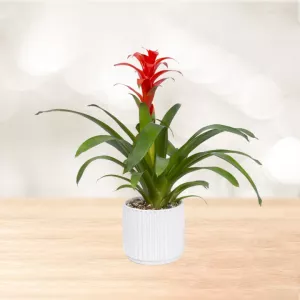 گازمانیا رومیزی با گلدان سرامیکی