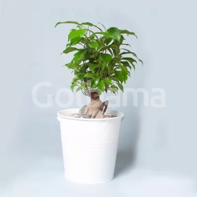 گلدان بونسای