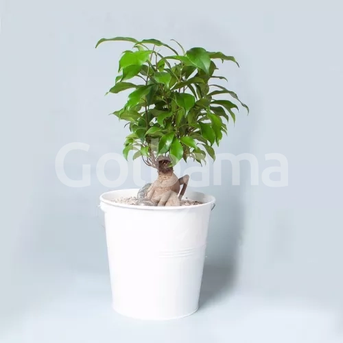 گلدان بونسای