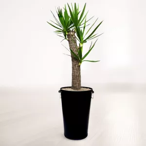 یوکا با گلدان فلزی