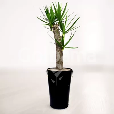 یوکا با گلدان فلزی