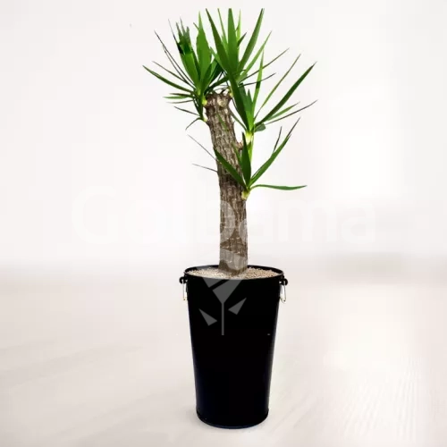 یوکا با گلدان فلزی