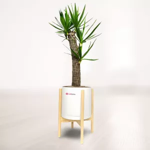 یوکا با گلدان پلیمری پایه دار