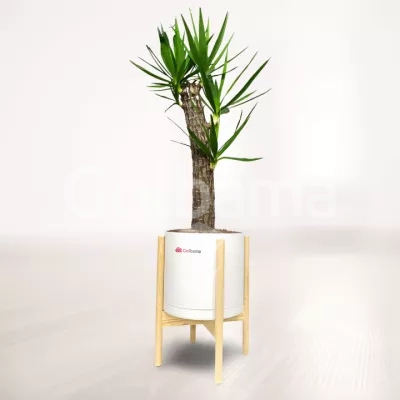 یوکا با گلدان پلیمری پایه دار