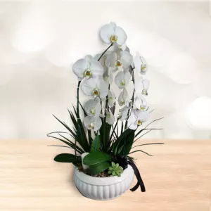 ارکیده 5 شاخه با گلدان سرامیکی