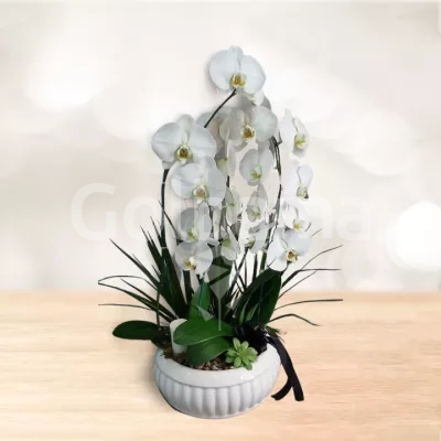 ارکیده 5 شاخه با گلدان سرامیکی