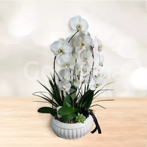 ارکیده 5 شاخه با گلدان سرامیکی