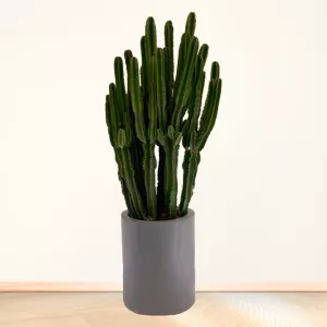 کاکتوس افوربیا غول پیکر با گلدان سفالی