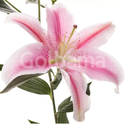 گل اورینتال