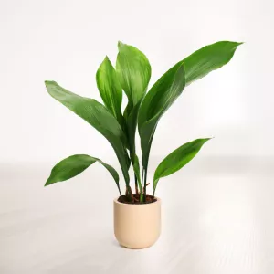 برگ عبایی با گلدان سفالی