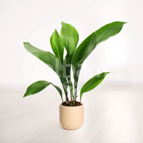 برگ عبایی با گلدان سفالی