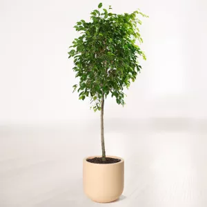 بنجامین سبز بزرگ با گلدان سفالی