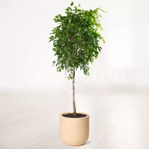 بنجامین سبز بزرگ با گلدان سفالی