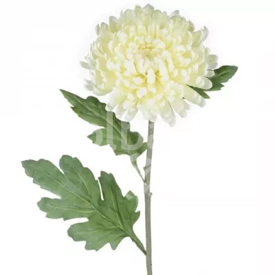 گل داوودی مهندسی