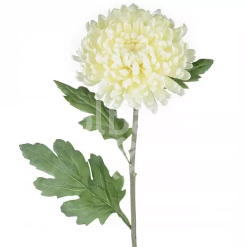 گل داوودی