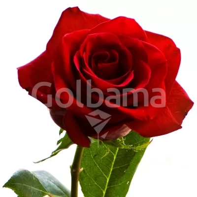 گل رز ایرانی