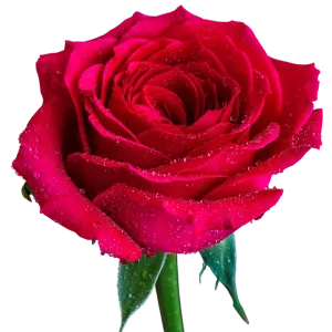 گل رز هلندی