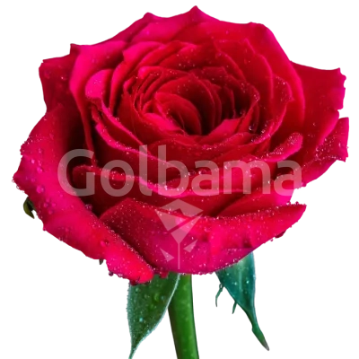 گل رز هلندی