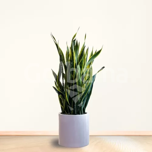 سانسوریا سایز بزرگ با گلدان سرامیکی