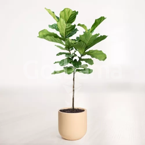 لیراتا بزرگ با گلدان سفالی