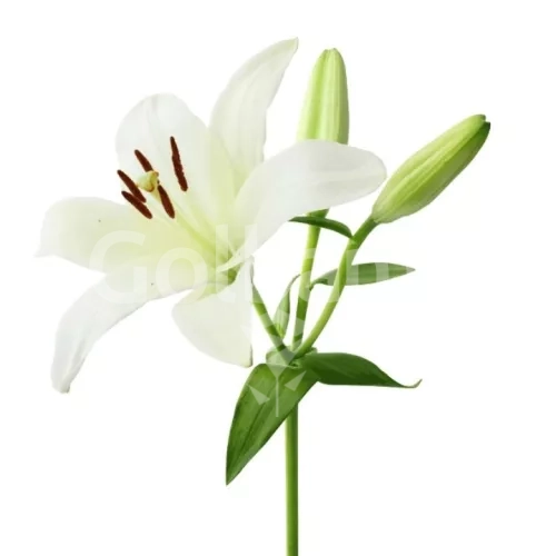 گل لیلیوم