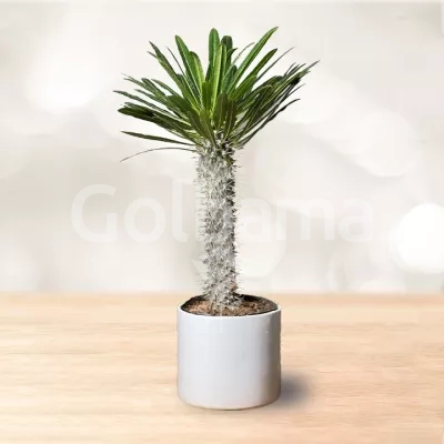 نخل ماداگاسکار با گلدان سرامیکی