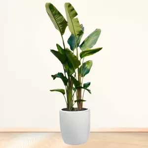 نخل مسافر سایز بزرگ با گلدان سرامیکی