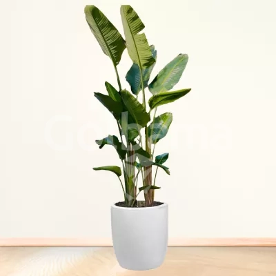 نخل مسافر سایز بزرگ با گلدان سرامیکی