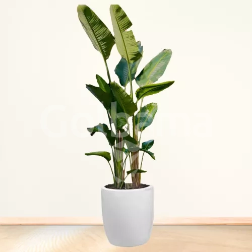 نخل مسافر سایز بزرگ با گلدان سرامیکی