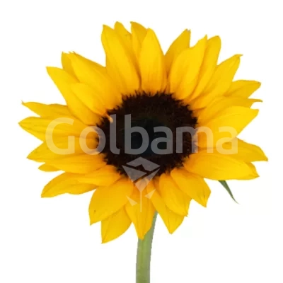 آفتاب گردان مینیاتوری