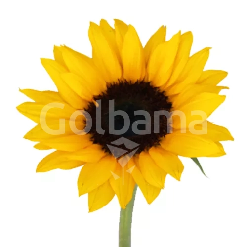 آفتاب گردان