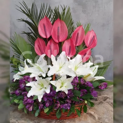 سبد گل لیلیوم آلسترومریا آنتوریوم بنفش صورتی