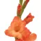 عروس هلندی