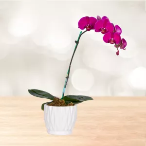 ارکیده بنفش تک شاخه با گلدان سرامیکی