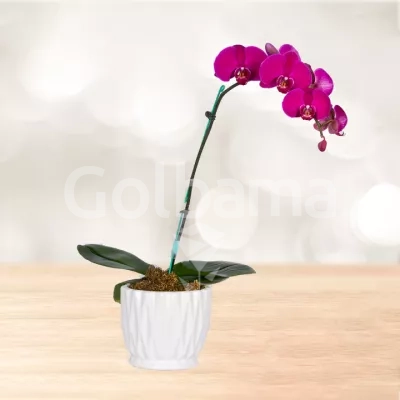 ارکیده بنفش تک شاخه با گلدان سرامیکی